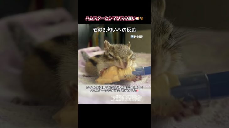 ハムスターとシマリスの違い！ #リス #シマリス #ペットの暮らし #動物 #ペット #ペットのいる暮らし #小動物 #ハムスター #ジャンガリアンハムスター