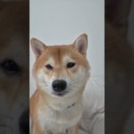 クウちゃんのビジュが最高だった✨️♥️