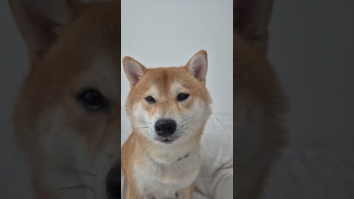 クウちゃんのビジュが最高だった✨️♥️