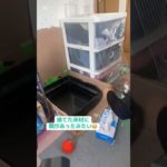 シマリスのゲージ掃除！ #シマリス #ペット #リス #動物 #ペットの暮らし #シマリスのいる生活 #ペットのいる暮らし #小動物 #リスのいる生活 #リスのある暮らし