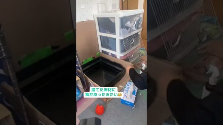 シマリスのゲージ掃除！ #シマリス #ペット #リス #動物 #ペットの暮らし #シマリスのいる生活 #ペットのいる暮らし #小動物 #リスのいる生活 #リスのある暮らし