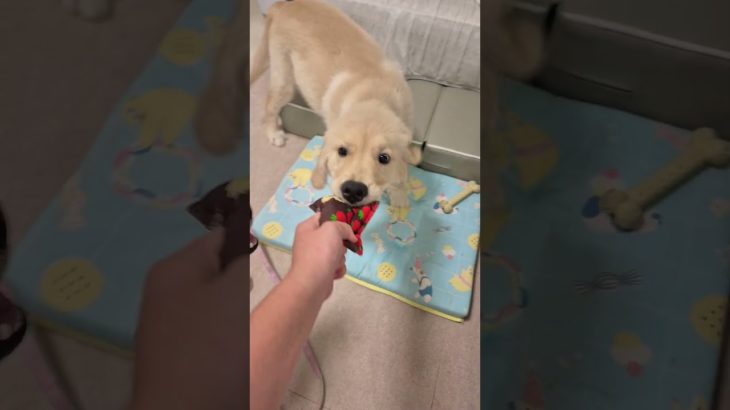 ひなと引っ張り合いしてるのを撮影しました。