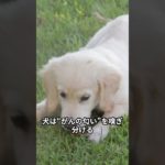 犬は人間の寿命を伸ばす？