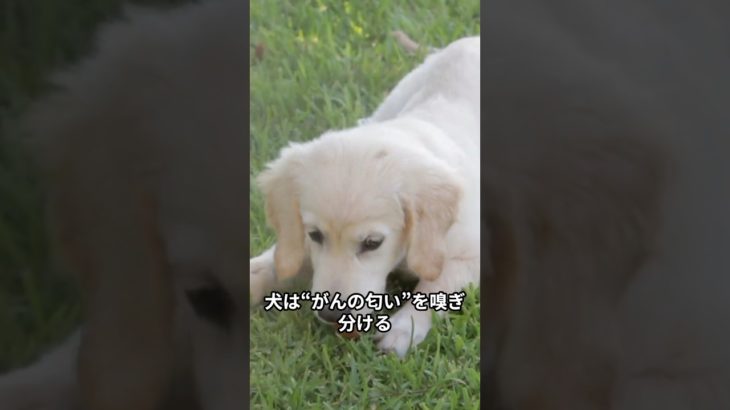 犬は人間の寿命を伸ばす？