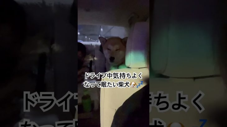 睡魔と戦う柴犬#柴犬#ペット#可愛い#ドライブ#うとうと