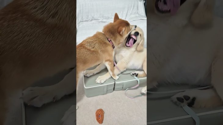 クウちゃんとひなの激しいワンプロ