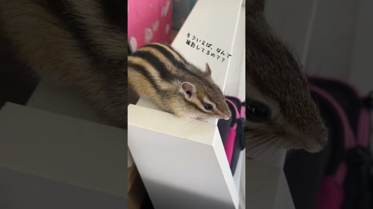 エアコン気持ちー！ #シマリス #ペット #リス #動物 #ペットの暮らし #シマリスのいる生活 #ペットのいる暮らし #小動物 #リスのいる生活 #リスのある暮らし