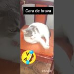 #videoshort#brasil#videoviral#catvideos#petsfelizes#petlover#catshorts#pet#videoviral#memecatsviral