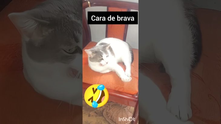 #videoshort#brasil#videoviral#catvideos#petsfelizes#petlover#catshorts#pet#videoviral#memecatsviral