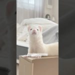 フェレットのもちこさま目線vlog🐿️🤍 #一人暮らし #フェレット #vlog #ペット