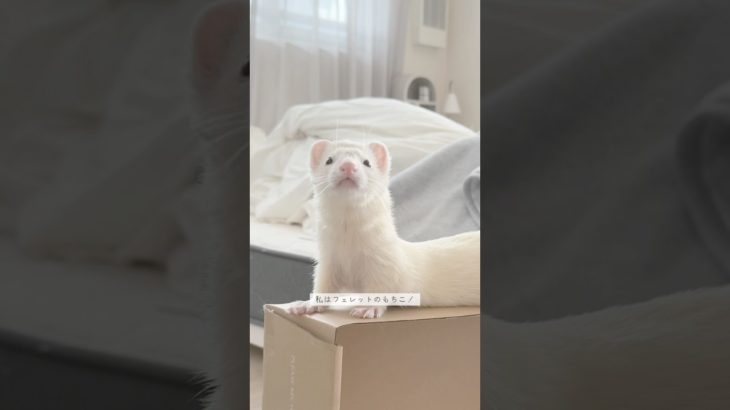 フェレットのもちこさま目線vlog🐿️🤍 #一人暮らし #フェレット #vlog #ペット