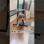 『家具と融合してる犬w』