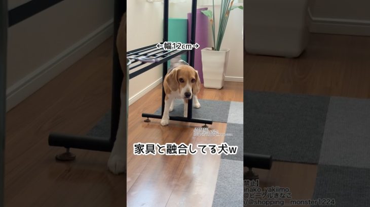 『家具と融合してる犬w』