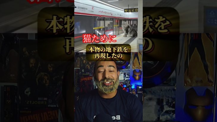 ペットの町がレベチ過ぎるってwww柴犬と猫のために本気だしすぎた男#ペット #柴犬 #猫 #作ってみた #動物