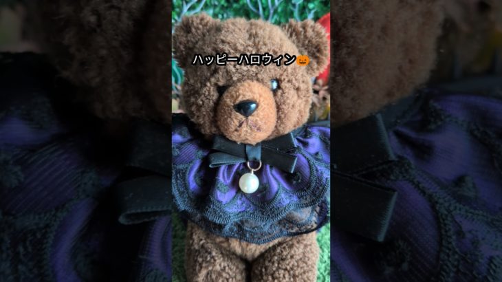 100均セリア🎃ハロウィン🎃ペットコスチュー厶着てみた🎃🐻#shorts #100均 #セリア #ハロウィンコスチューム #ハロウィン #halloweencostume