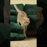 1041025353#meow #ペット #ショート #リール#pets #shorts #reels #meow