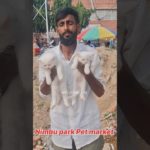 2 month 2 female Persian kittens Lucknow pet market#shorts