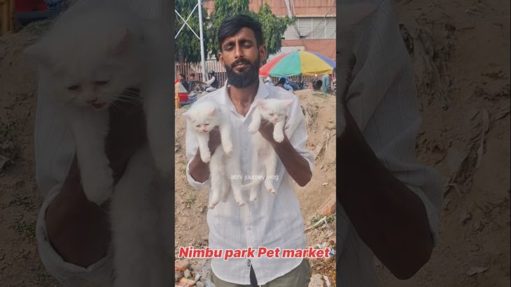 2 month 2 female Persian kittens Lucknow pet market#shorts