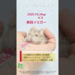 2025.10.24up #キャンベルハムスター 赤目イエロー メス 横浜市のペット専門ネズミブリーダー　お問合・来店相談はLINEに直接・050-5371-8616