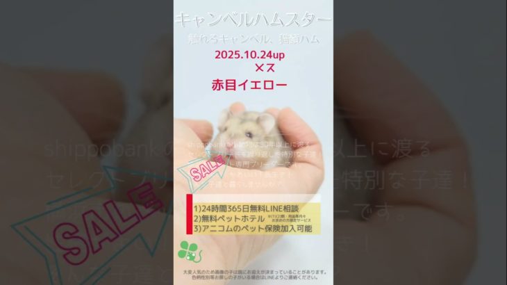 2025.10.24up #キャンベルハムスター 赤目イエロー メス 横浜市のペット専門ネズミブリーダー　お問合・来店相談はLINEに直接・050-5371-8616