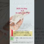 2025.10.29up #ファンシーマウス アイボリーロング メス 横浜市のペット専門ネズミブリーダー　お問合・来店相談はLINEに直接・050-5371-8616