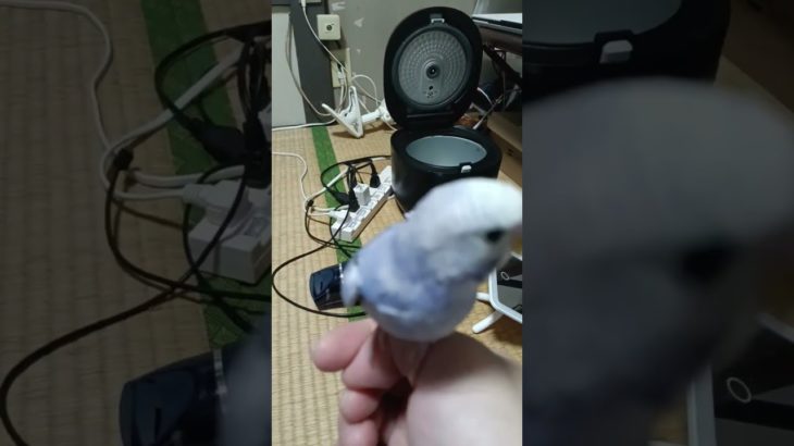 ペットのインコが言葉を覚えるまで何日かかる？４８日目（2025年10月22日）#セキセイインコ #元気になる動画 #元気お届け #今はいいんだよ #インコ #ペット #ペット動画