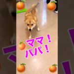 【感動の再会】ペットホテルのお迎えで、柴犬の喜びが爆発しました 2025年10月9日