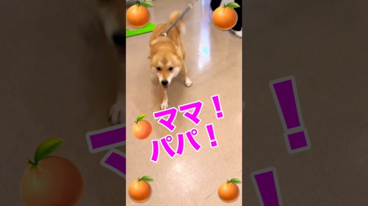 【感動の再会】ペットホテルのお迎えで、柴犬の喜びが爆発しました 2025年10月9日