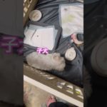 3ヶ月のオス犬ココ君、ペットボトルが好きみたい💕#マルチーズ