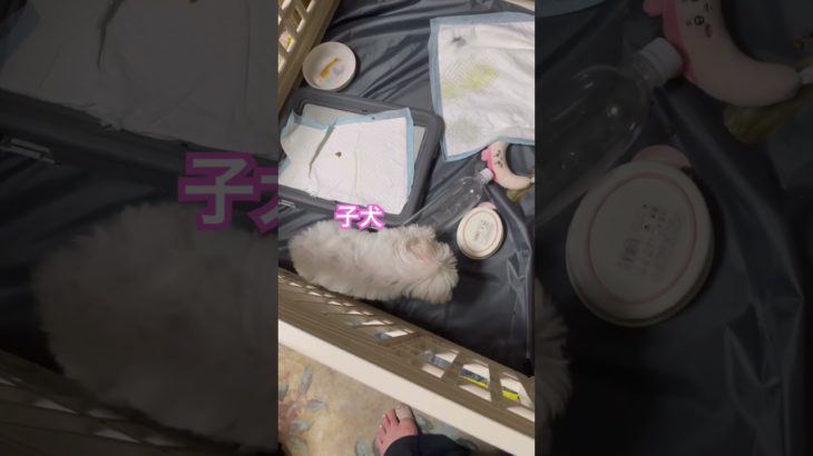 3ヶ月のオス犬ココ君、ペットボトルが好きみたい💕#マルチーズ