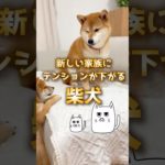 AIが考える“ゆる可愛い”柴犬。#ひまねこ #猫 #犬 #動物 #ペット #可愛い #面白い #ai #柴犬