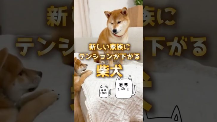 AIが考える“ゆる可愛い”柴犬。#ひまねこ #猫 #犬 #動物 #ペット #可愛い #面白い #ai #柴犬