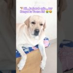Ab Hii Bolne se Tobba🐕😱#shorts #ytshorts #labrador#pet  #funndog#dogcomedy#doglife  #dogshort#viral