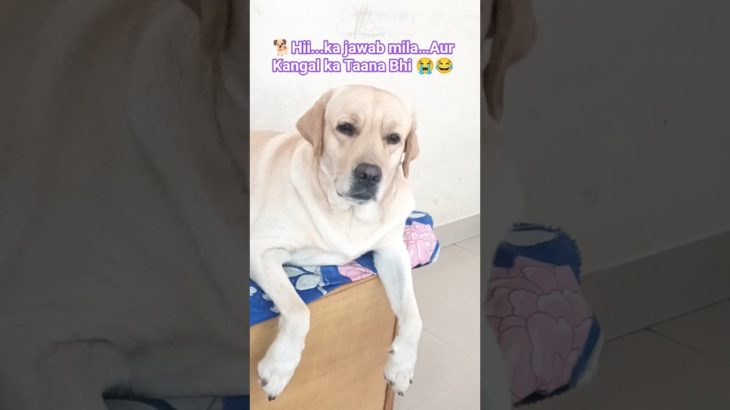 Ab Hii Bolne se Tobba🐕😱#shorts #ytshorts #labrador#pet  #funndog#dogcomedy#doglife  #dogshort#viral
