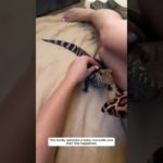 Baby crocodile hatched from egg and became a pet #crocodile