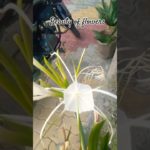 Beauty of Nature’s Flowers #nature #flowers #shortsvideo #garden #blooming #beautifulflowers #viral