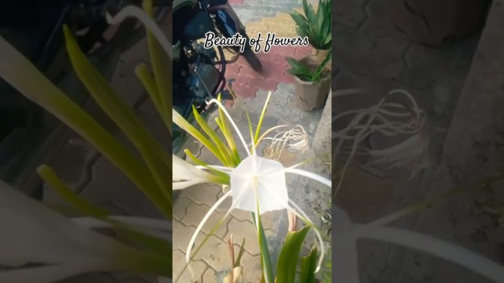 Beauty of Nature’s Flowers #nature #flowers #shortsvideo #garden #blooming #beautifulflowers #viral