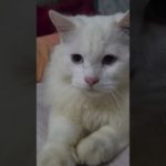 😺 Billi Paalne Ki Zimmedari|Pet Care Awareness| #shorts #catlover #viral #trending #status #ytshorts
