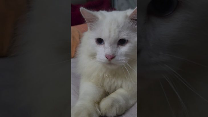 😺 Billi Paalne Ki Zimmedari|Pet Care Awareness| #shorts #catlover #viral #trending #status #ytshorts