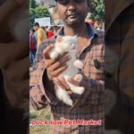 Blue eyes Cute Persian kitten Lucknow pet market#shorts