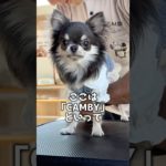 チワワのきの実ちゃんCAMBYのペットマッサージ初体験！！