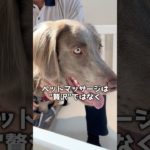 ワイマラナー オーナー様必見！中型犬から大型犬までにもCAMBYのペットマッサージで癒やしを提供いたします！
