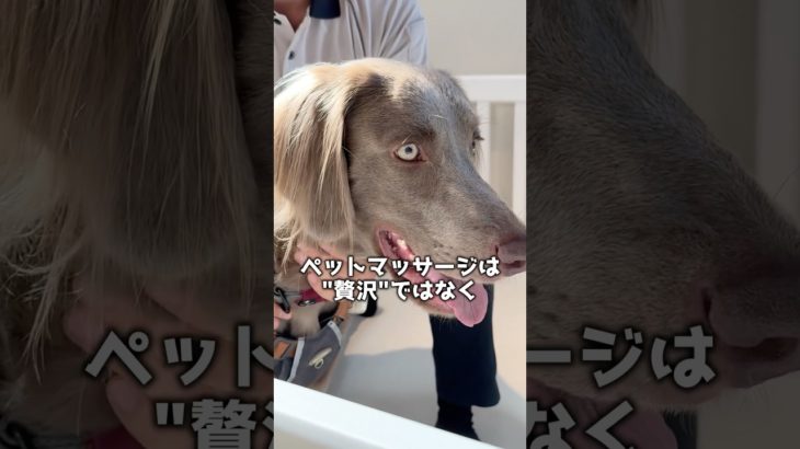 ワイマラナー オーナー様必見！中型犬から大型犬までにもCAMBYのペットマッサージで癒やしを提供いたします！