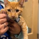 Charlie the Cat is our Pet of the Week