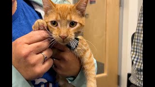 Charlie the Cat is our Pet of the Week