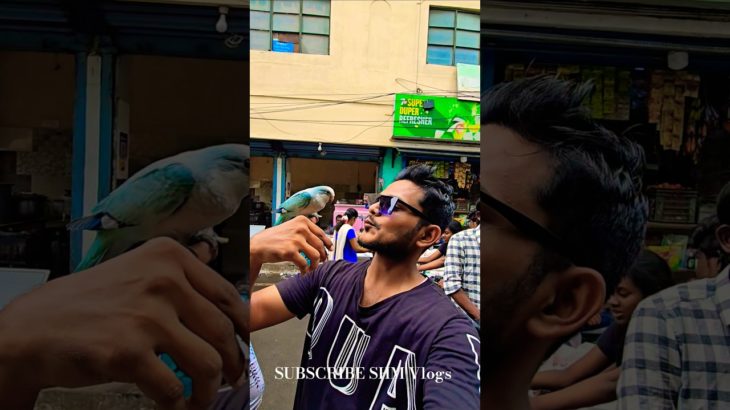 Cheapest & Biggest Pet Market Sun Kannur Varities of PETS Market #persian #cat #love #parrot #pets