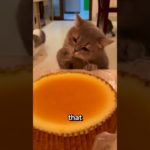 Curious Cat Can’t Resist His Owner’s Food 😹 | Funny Pet Moments