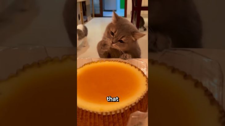 Curious Cat Can’t Resist His Owner’s Food 😹 | Funny Pet Moments