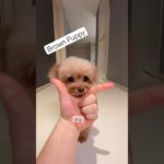 Cuteness overload by brown puppy 🐶 pet #cutedog #puppy #pets #doglove #shotrs