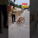 बच्चो का प्यार | Dog ka Favourit | Food | Pet Vlog in Hindi | shorts  | Ranchhod vlog